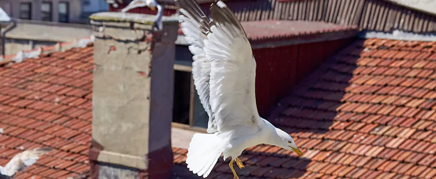 Residential Chimney Animal Removal Solution in Fort Mohave, AZ