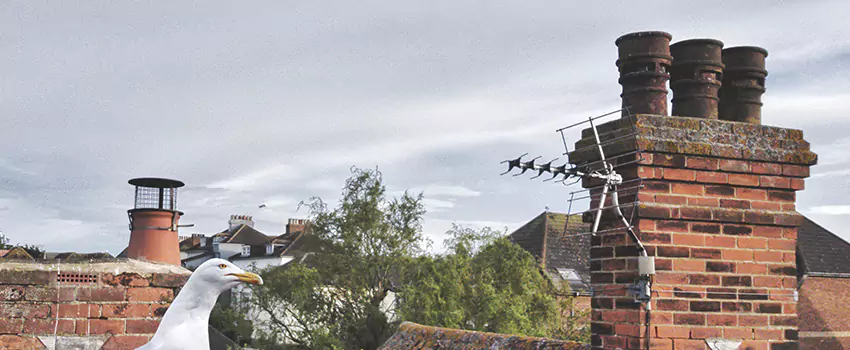 Chimney Cleaning And Restoration in Fort Mohave, Arizona